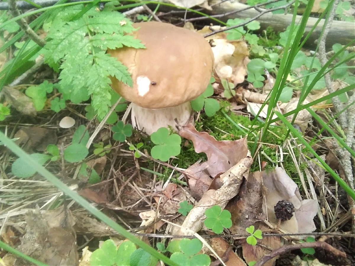 Вот такие красавцы радуют душу. 