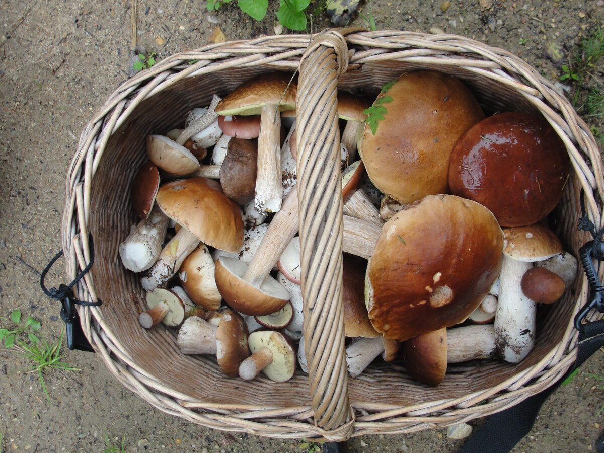 Тридцать штук белых.