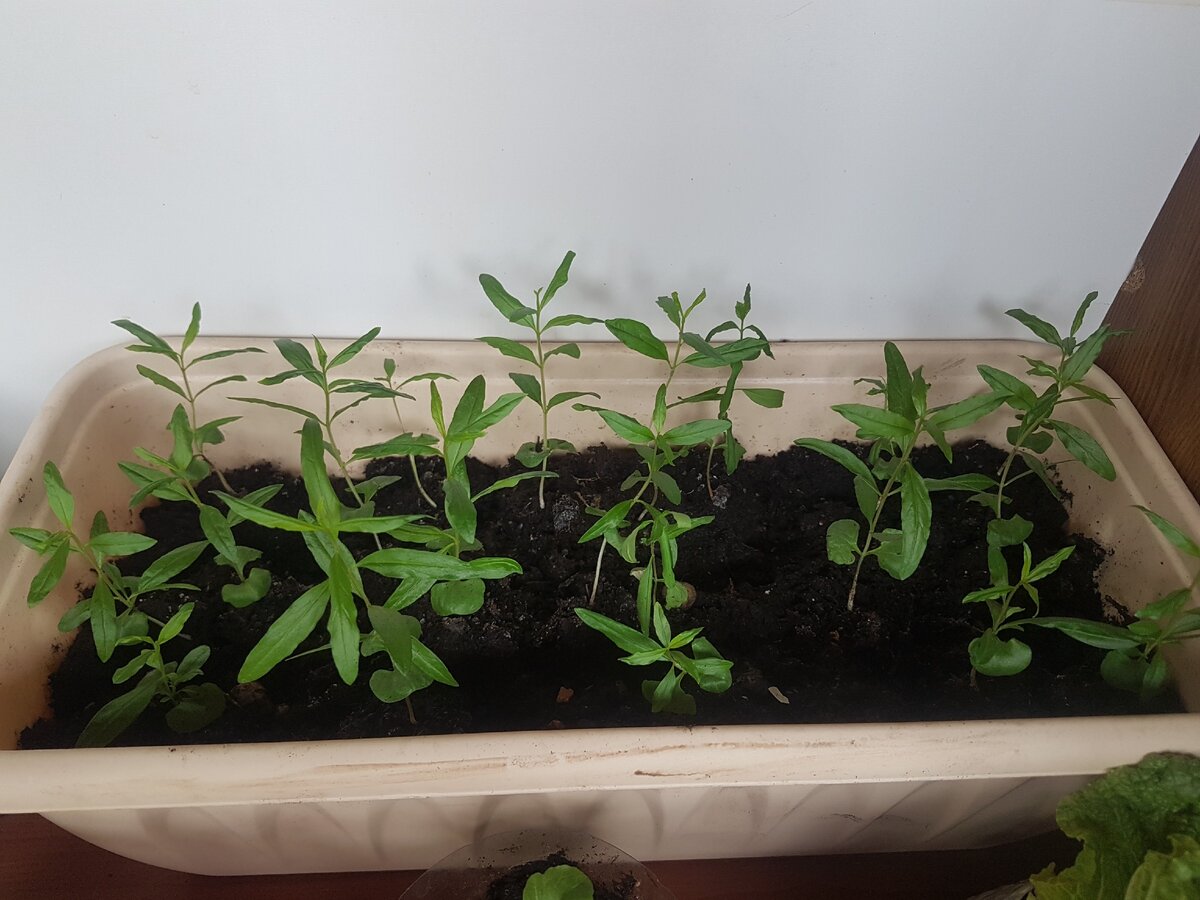 Фото автора: Братва "Костянов", гранаты