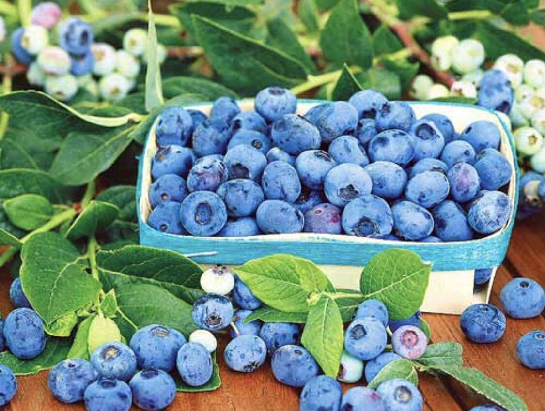 можно ли собакам голубику