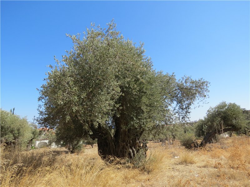 Оливковые деревья около Кирении, Алсанжак, фото автора. Листайте галерею