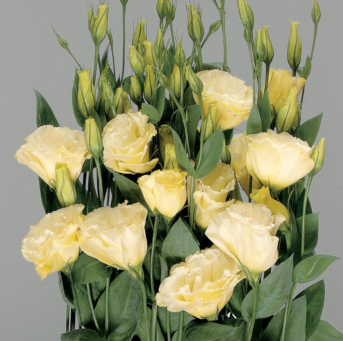 Фото из свободного источника