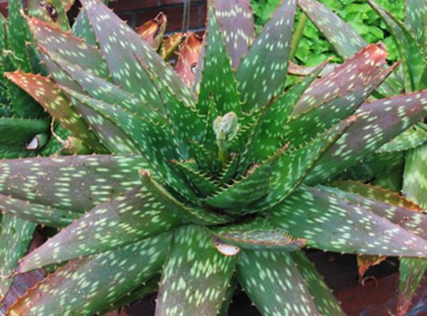 Алоэ мыльное