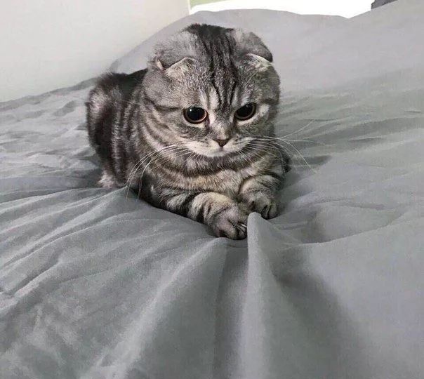 Топ 6 Самых дорогих пород кошек в мире 🐈