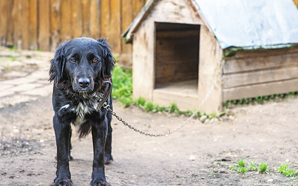 Жизнь на цепи - не сахар...
