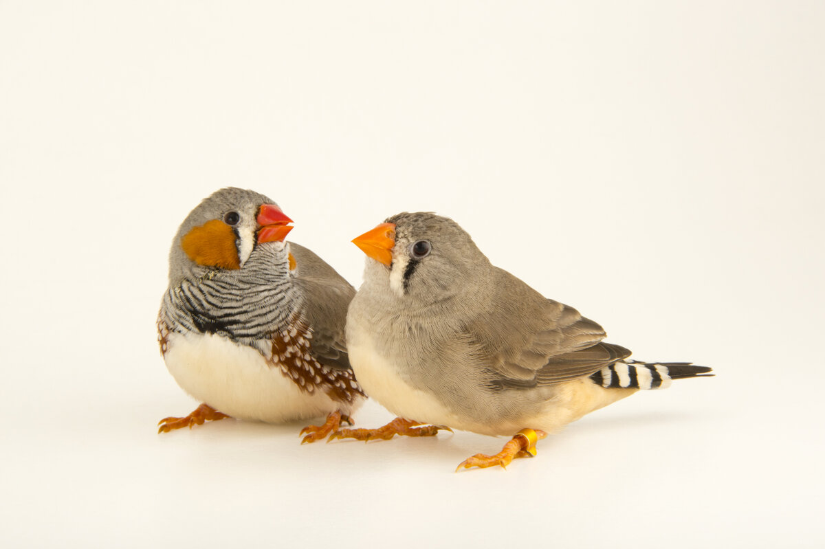 белые амадины пара. зебровые амадины брачный танец. зебровые амадины самцы. пара амадинов. амадина онлифанс.