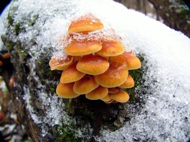 Крепкий парень эта Фламмулина! Фото из открытых источников