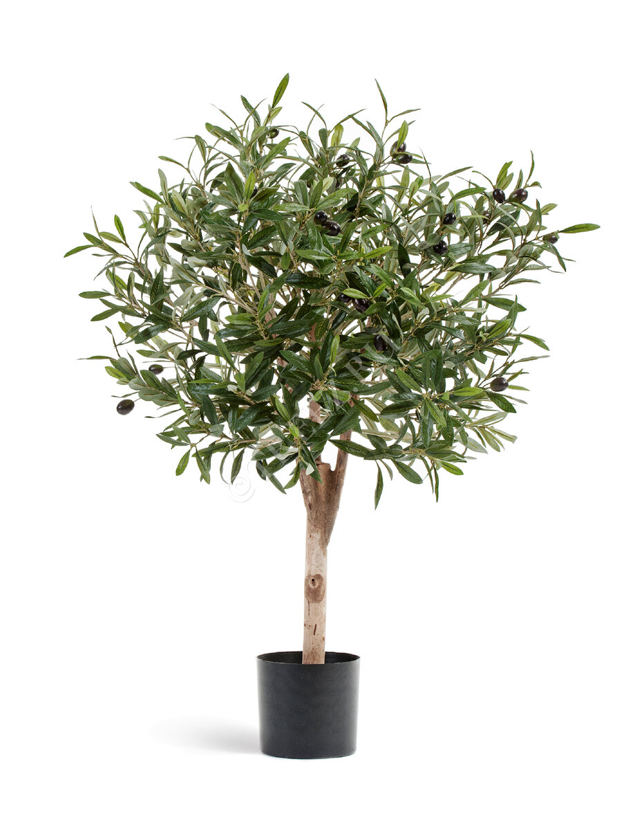 Олива с плодами