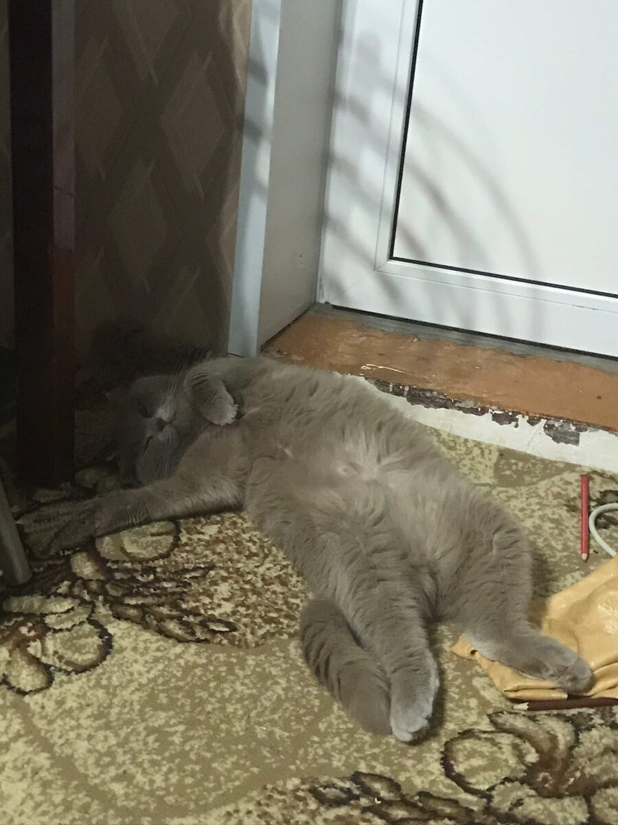 вес шотландского кота в 8 месяцев