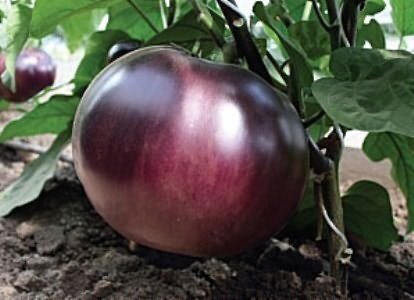 сорт Буржуй