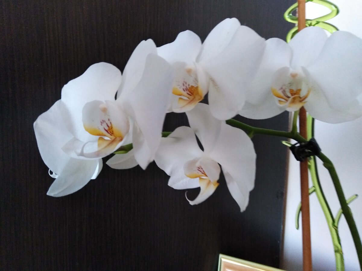 орхидея моя цветет