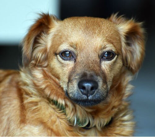 Снижение активности и интереса к играм и прогулкам