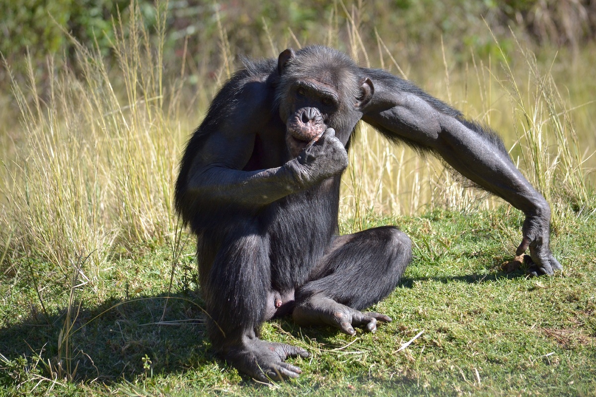 мышцы шимпанзе и человека