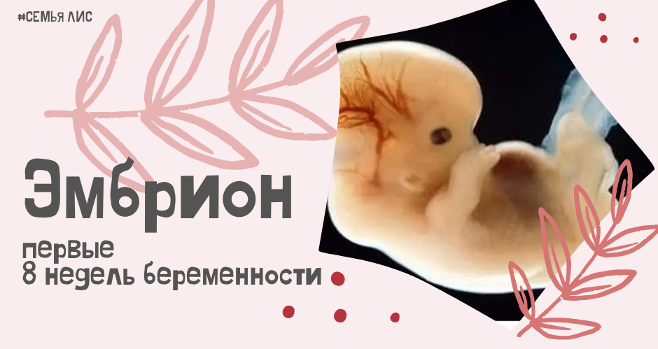 Эмбрион (первые 8 недель беременности)