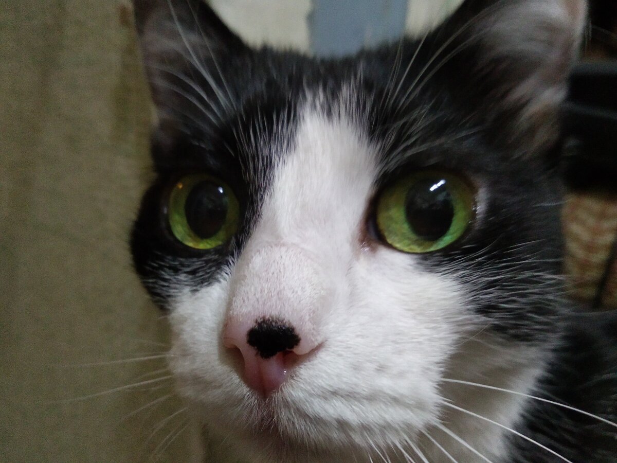 Евфросинья Васильевна Чудокошкина-Тыгыдыкова, можно просто Фрося