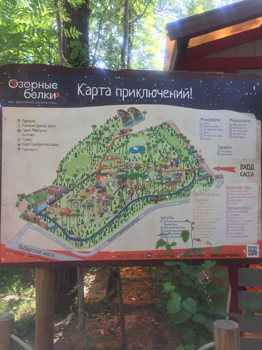 озорные белки парк