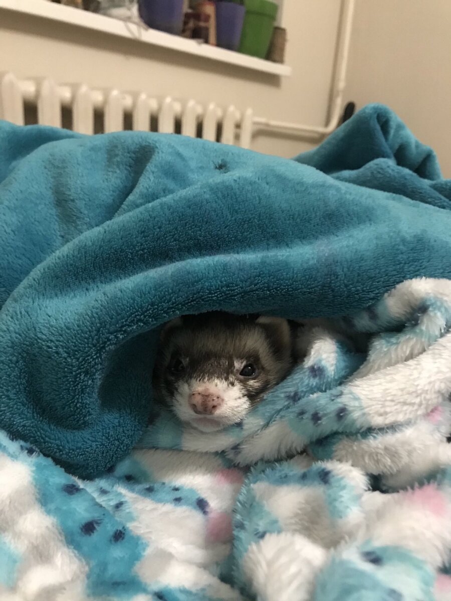 Фретка Сеня