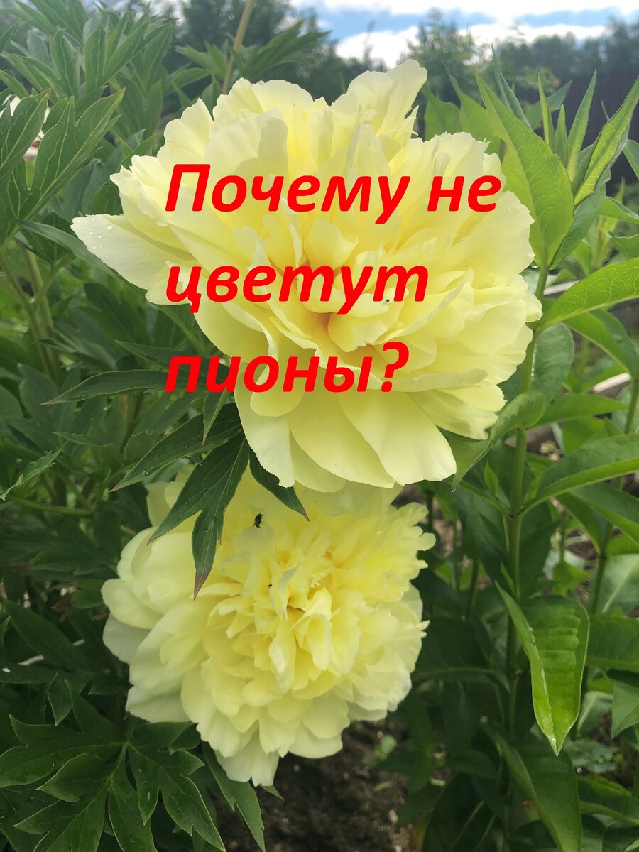 Почему не цветут пионы