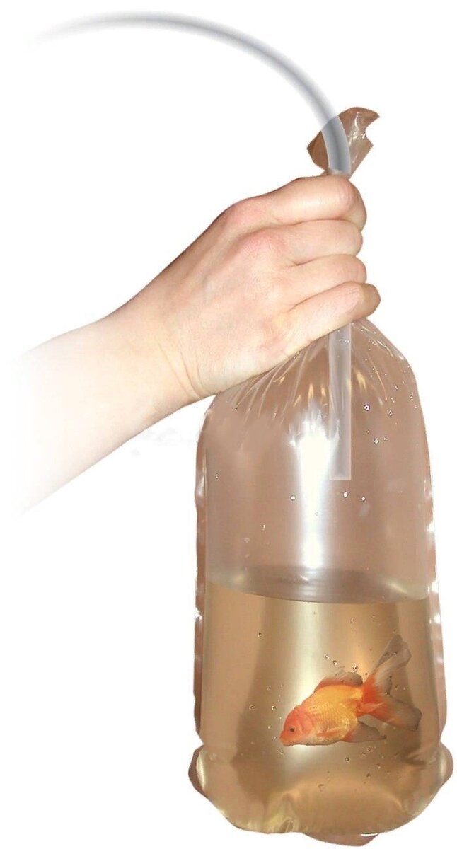 Наполнение кислородом пакета с рыбкой. Источник: Яндекс.Картинки 