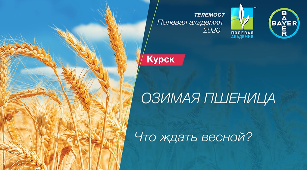 Фото: cropscience.bayer.ru