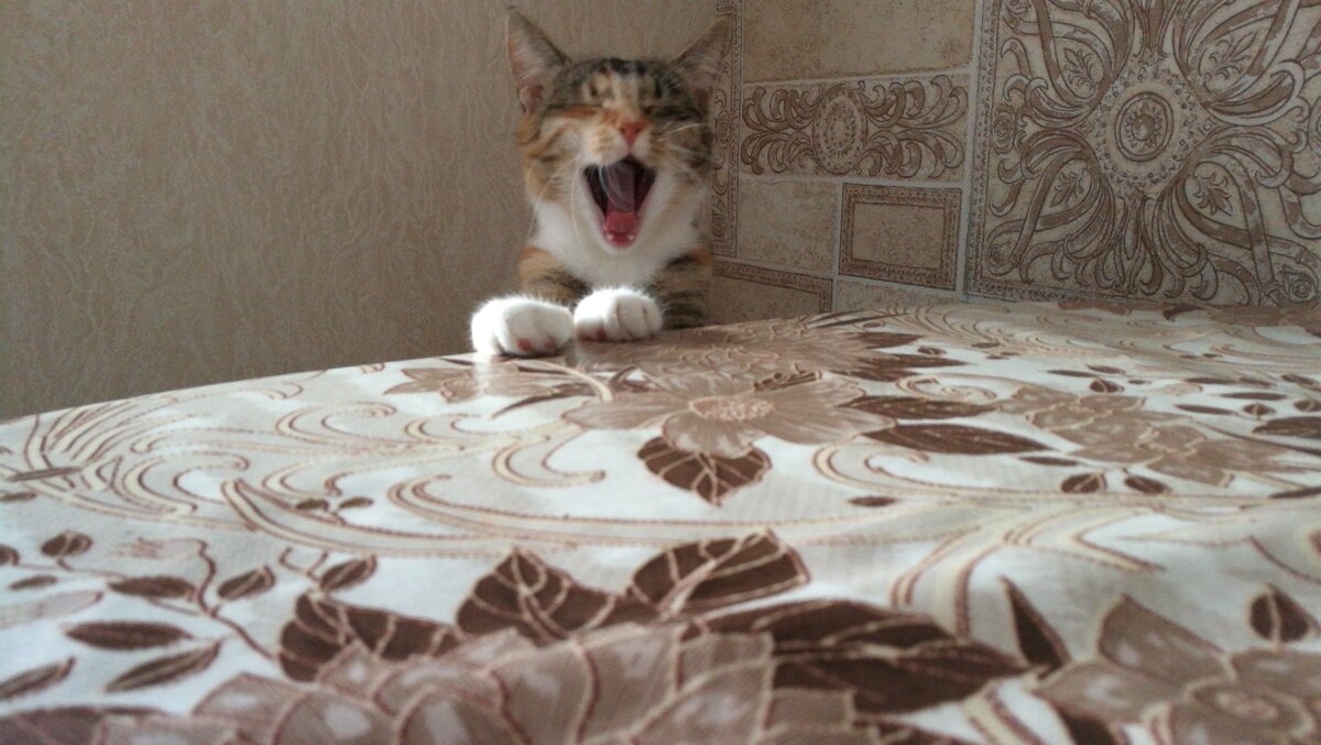 Мой кот смеется над моим эпистолярным жанром. 