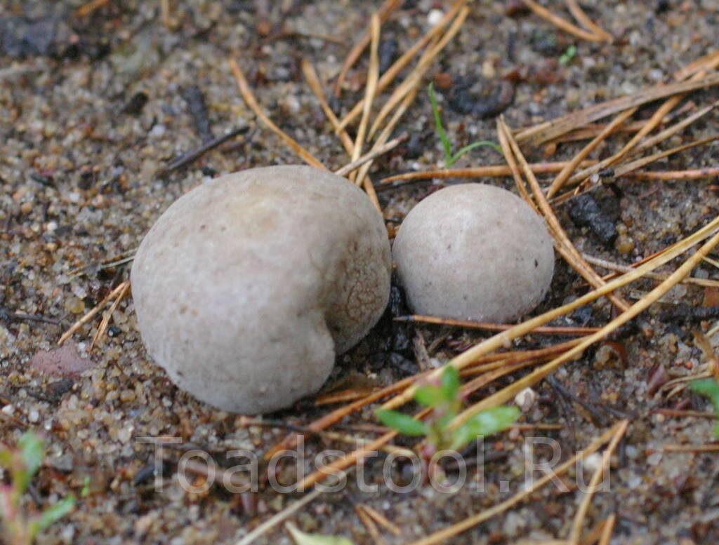 Дождевик съедобный (Lycoperdon perlatum) фото и описание