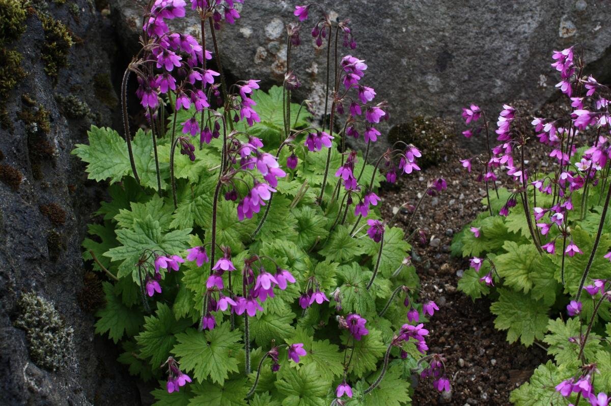 Кортуза Маттиоля (Cortusa matthiollii) Фото с сайта https://atlas.roslin.pl/plant/7672 