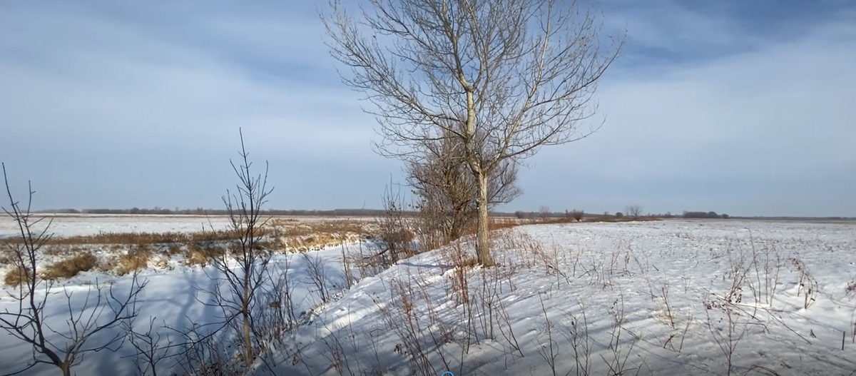 Редкая растительность на белоснежных просторах Астраханской степи