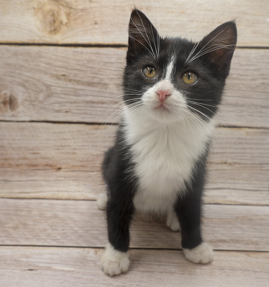 Твикса. Фото сделано в фотобоксе, обработано в фотошопе.