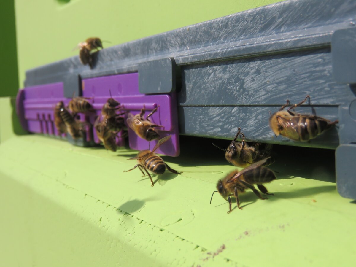 Отводки пчел весной