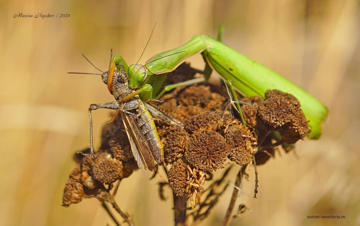 Обыкновенный богомол (Mantis religiosa) в Мордовии | Природа в объективе |  Дзен