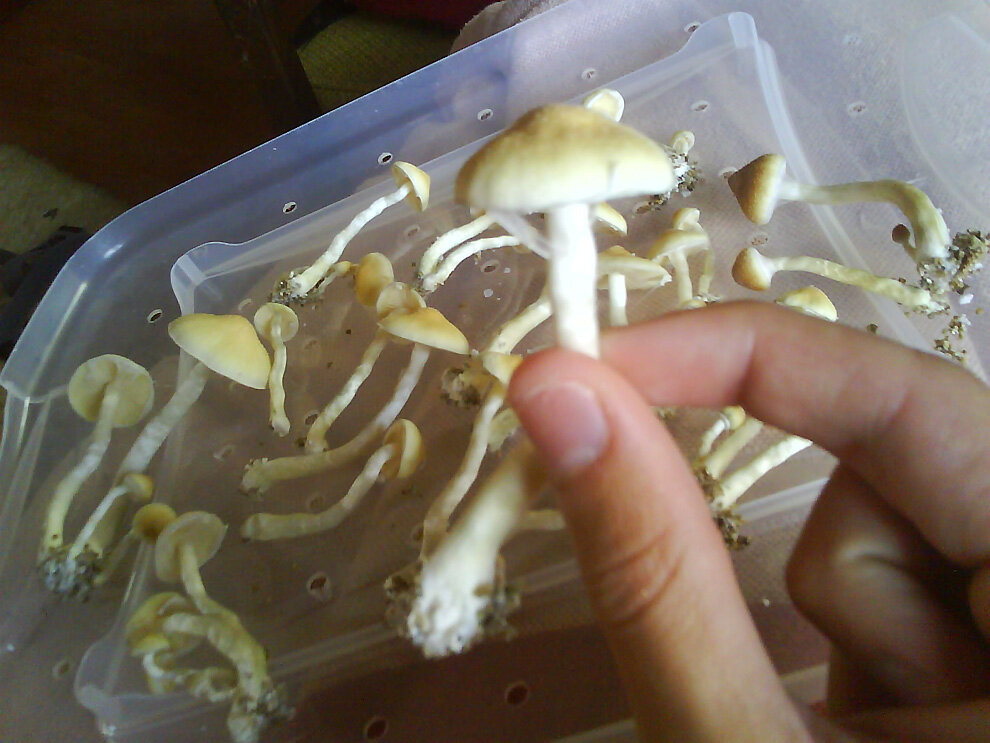 Еще во времена древней Греции спортсмены использовали снадобья из сырых грибов, но в то время это было не запрещено и люди не задумывались о вреде.