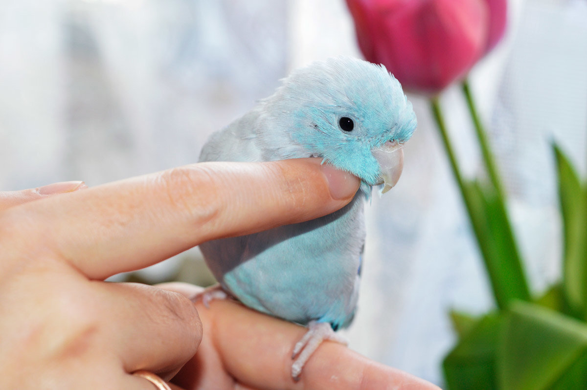 Воробьиные попугайчики. Семейство: попугаевые (Psittacidae)