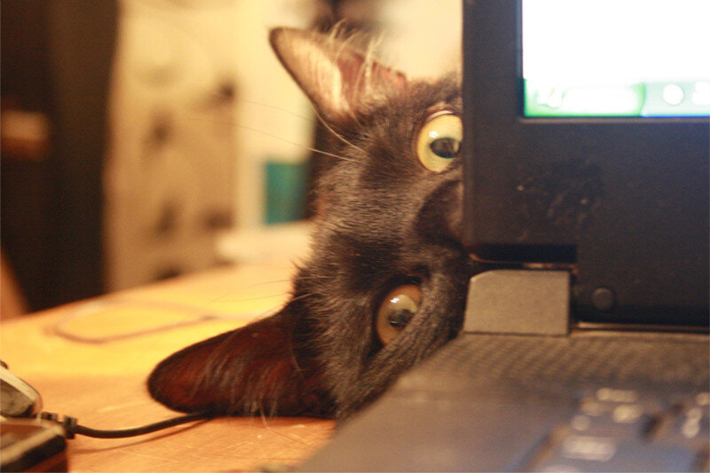 Apple я слежу 🕵️ за тобой. Фото из сети.