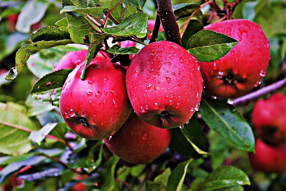  Урожай яблок. Фото с источника: https://clck.ru/TFHtq.