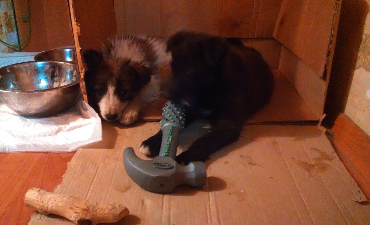 Подобрал щенков на улице. Лучший способ завести друзей. Все фото - мои.