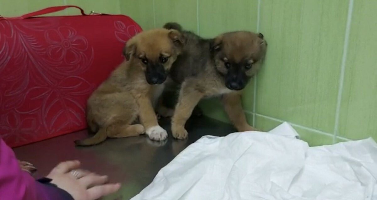 Щенятки Лаймы 