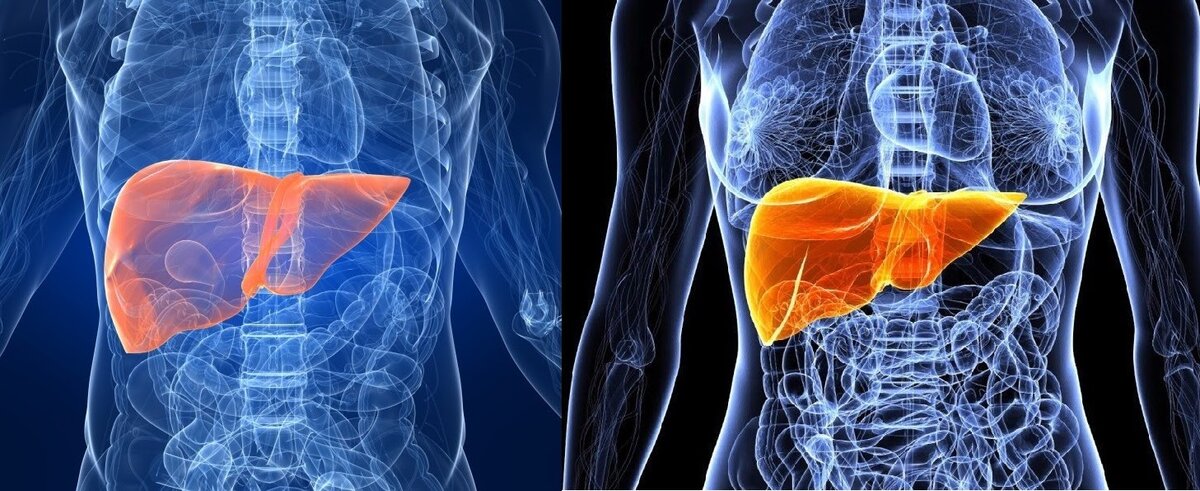 Your Digestive System in Pictures
