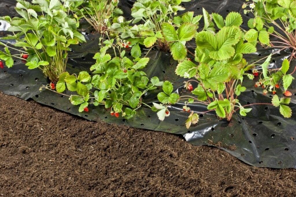 Фото с Яндекс.картинки