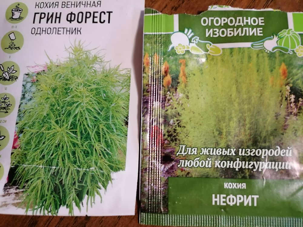Семена кохии, фото автора