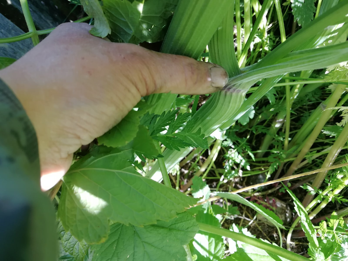 И с такими приходится справляться. Фото автора.