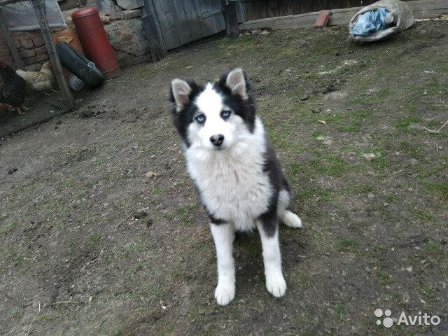 Ярви, сука, якутская лайка.