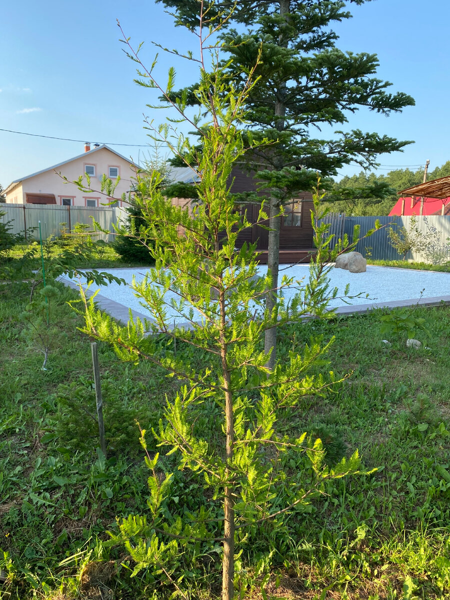 Таксодий двурядный