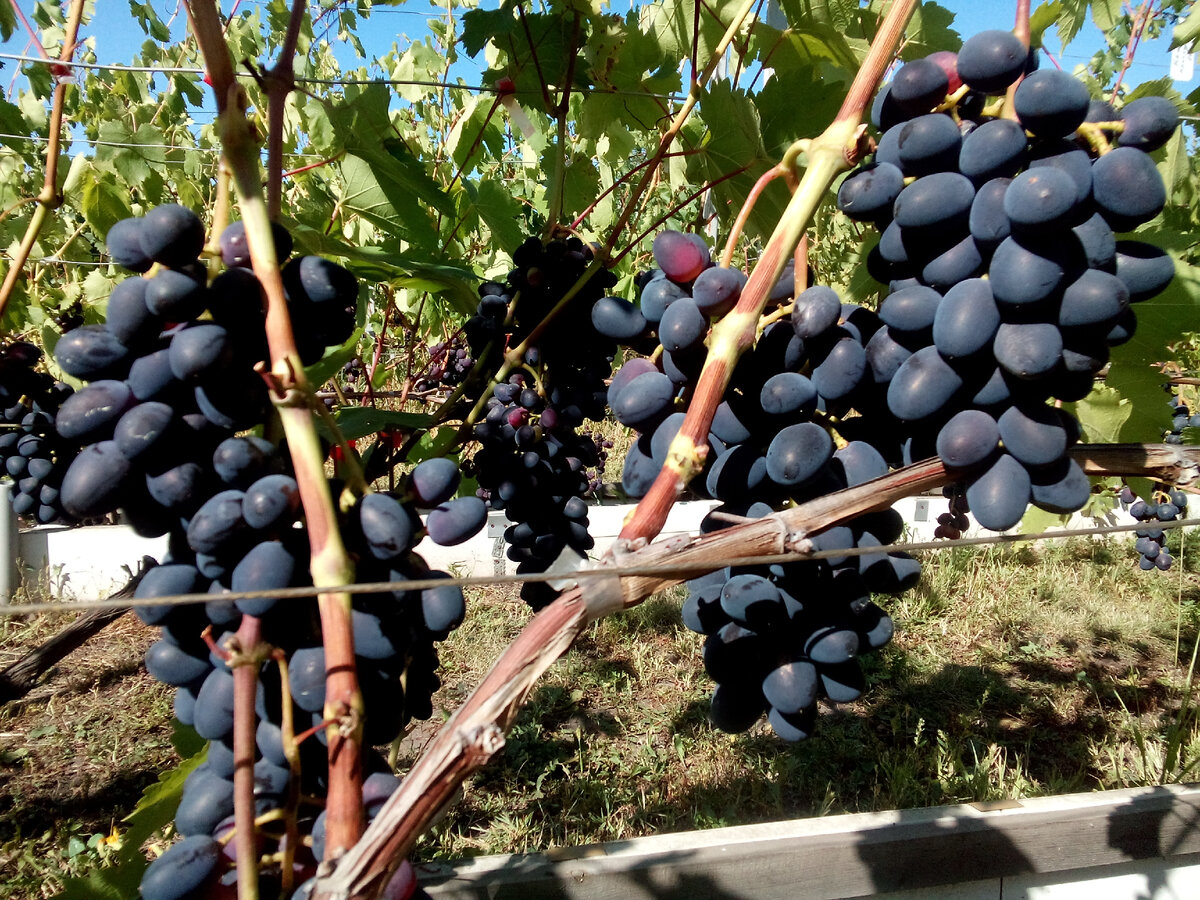 На фото видно как зреют ягоды урожая и одновременно вызревает лоза