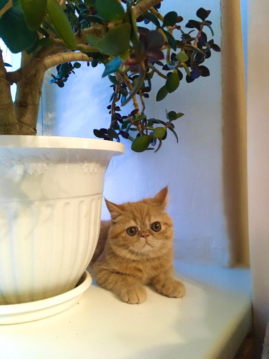 Цыпа около толстянки. Толстянка не вредна для кошек.