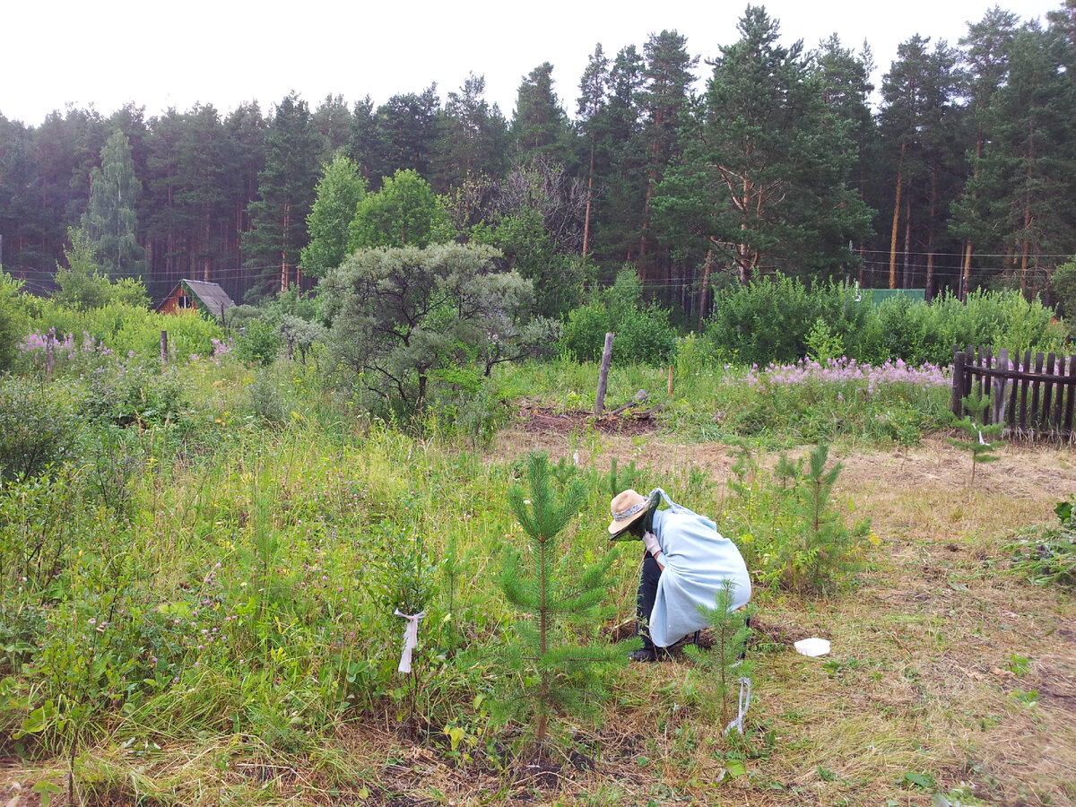 Фото автора. Участок в первозданном виде.