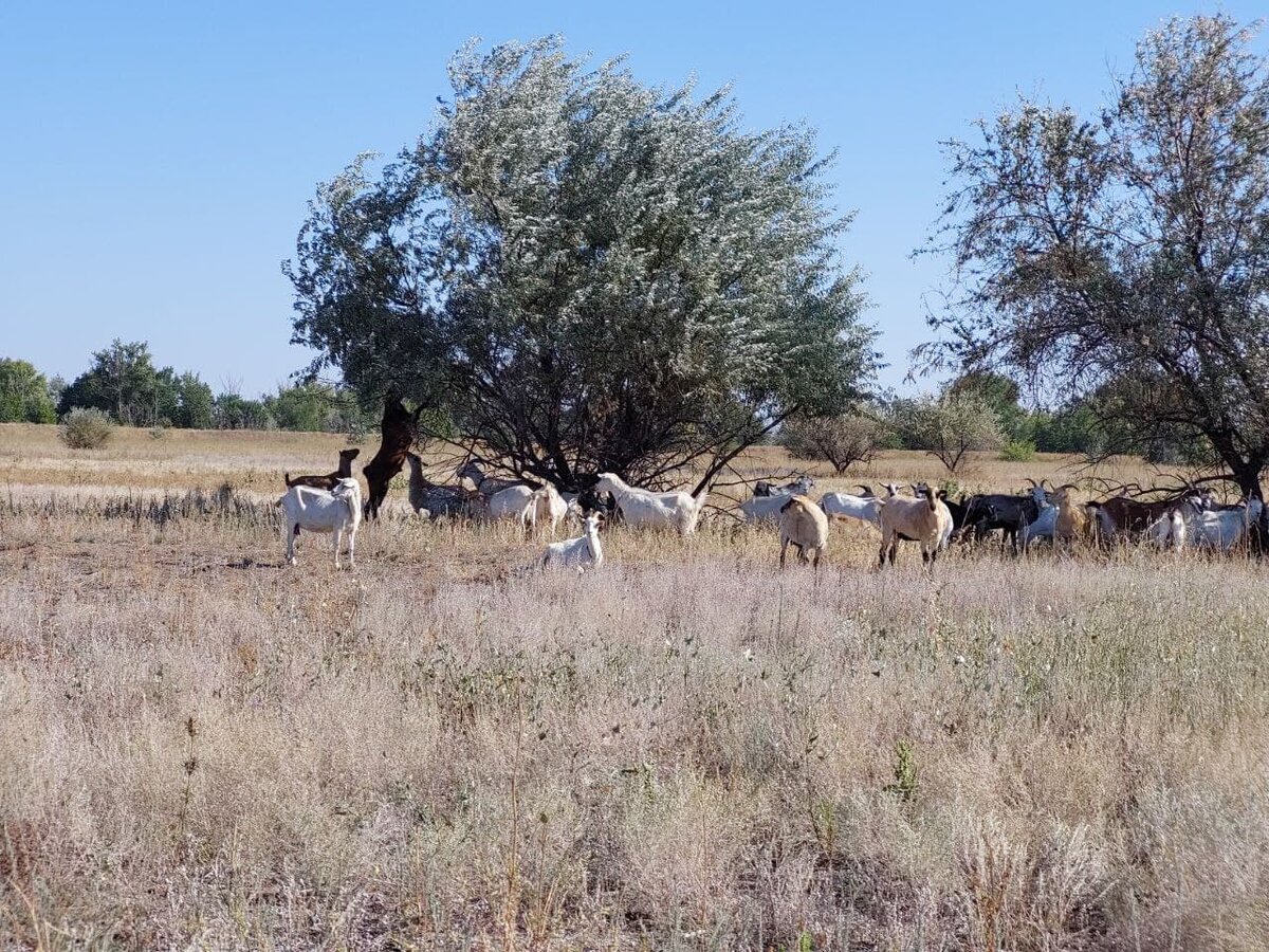 Козы на лугу