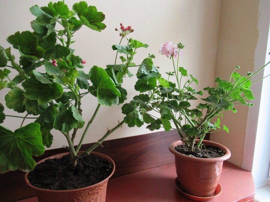 справа герань до обрезки, на первом фото - после обрезки