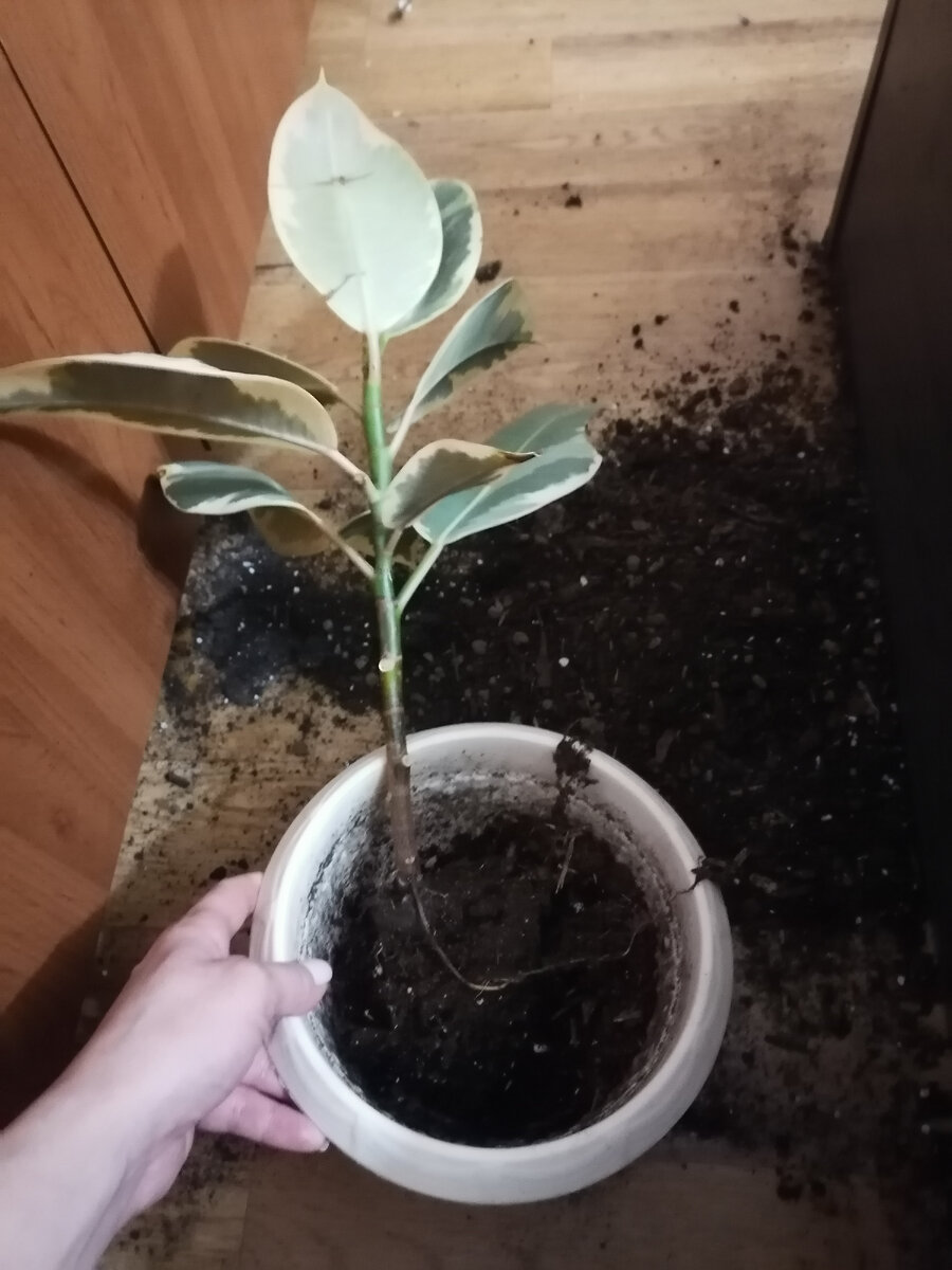 Примерно так.