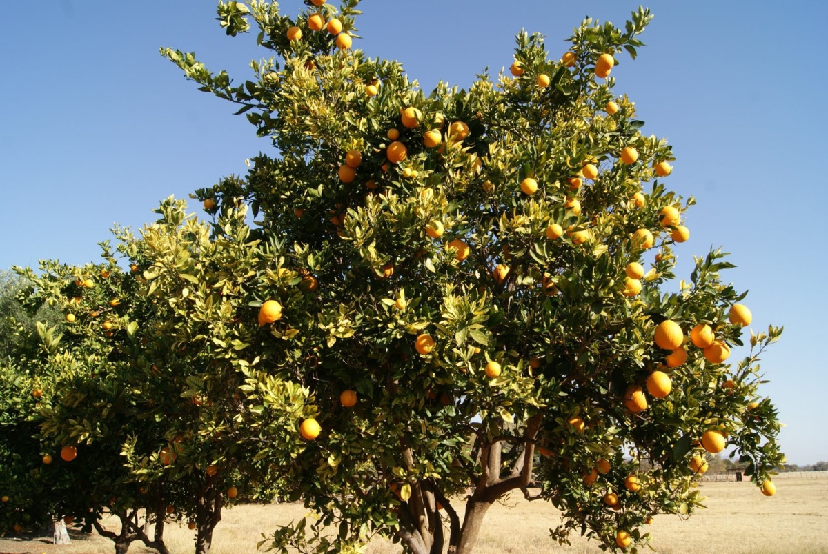 Дерево целиком 